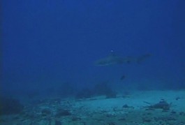 海洋生物
