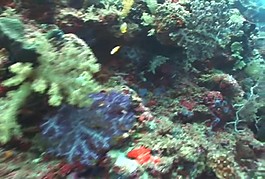 海洋動(dòng)物