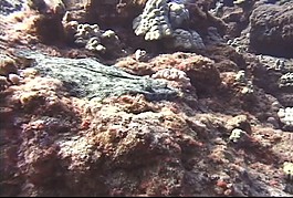 海洋生物模板下載