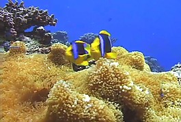 海洋生物素材下載