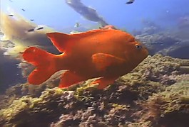 海洋生物模板下載
