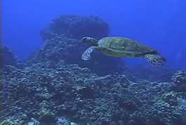 海洋生物