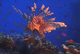 海洋動(dòng)物