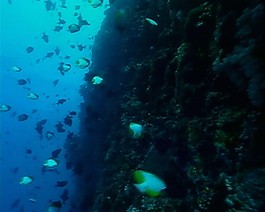 海洋生物素材下載