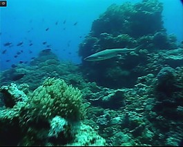 海洋生物素材下載
