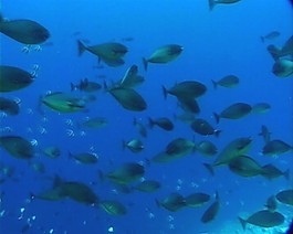 海洋生物素材下載