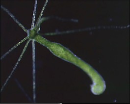 微生物素材下載