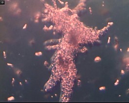 微生物素材下載