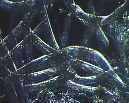 微生物模板下載