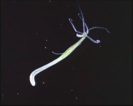 微生物模板下載