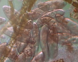 微生物素材下載