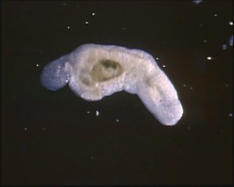 微生物模板下載