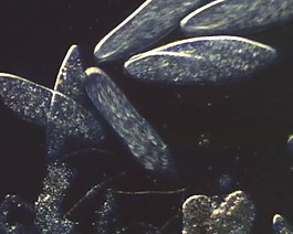 微生物模板下載