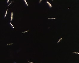 微生物