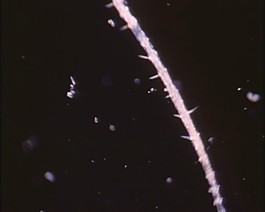 微生物素材下載