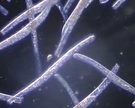 微生物素材下載