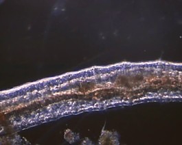 微生物