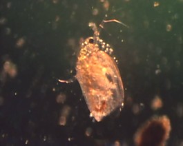 微生物素材下載