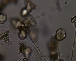 微生物素材下載
