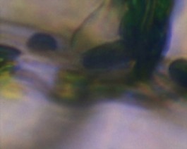 微生物