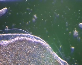 微生物素材下載