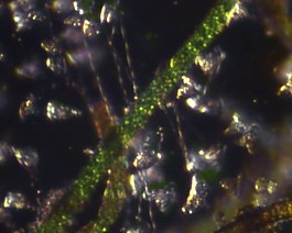 微生物