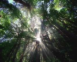 森林素材下載