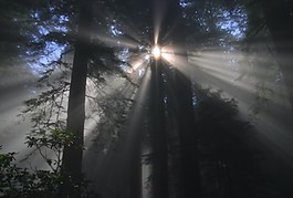 森林素材下載