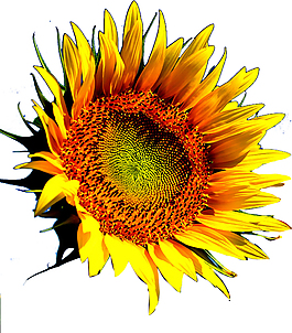 葵花