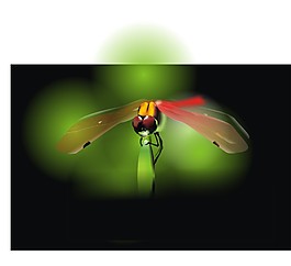 蜻蜓