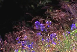 花瓣