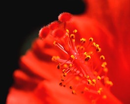 鮮花