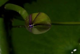 美麗的鮮花