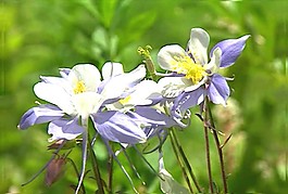 美麗的鮮花