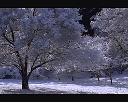 雪景視頻素材