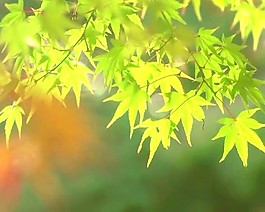 楓葉素材下載