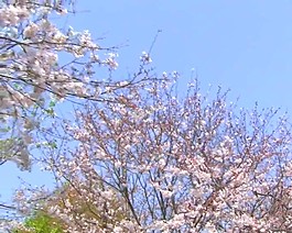 桃花朵朵開
