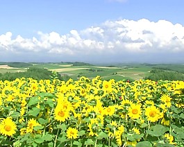 向日葵花素材下載