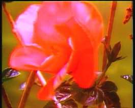 美麗的鮮花素材下載