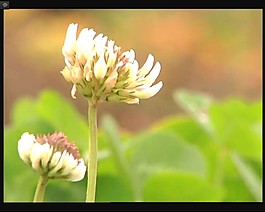 美麗的鮮花模板下載