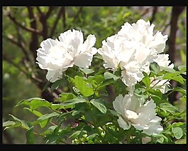 美麗的鮮花素材下載