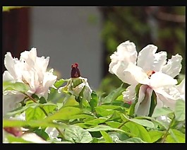 鮮花