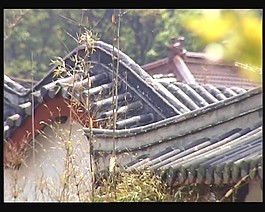 屋檐垂柳视频素材素材下载