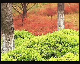 植物背景視頻素材素材下載