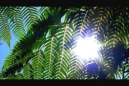 植物背景視頻素材素材下載