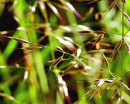 植物綠葉生長過程視頻素材下載