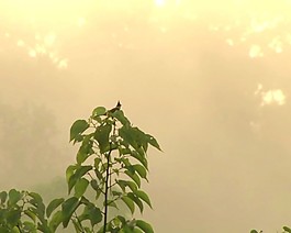 植物綠葉生長過程視頻素材下載