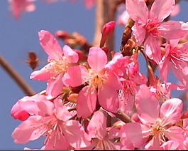 蜜蜂