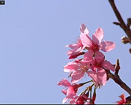 采蜜