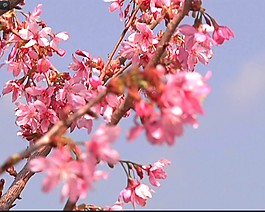 櫻花